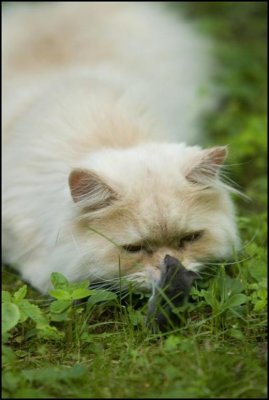 PUSSYCAT  PART  2