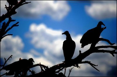 Black  vulture