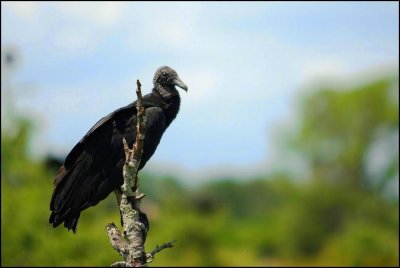 Black  vulture