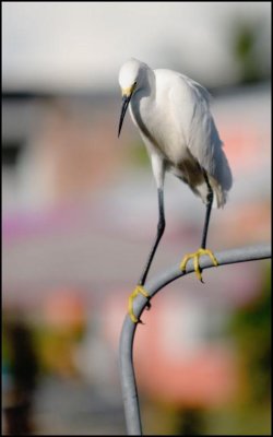AIGRETTE  FORT MYERS FLORIDA