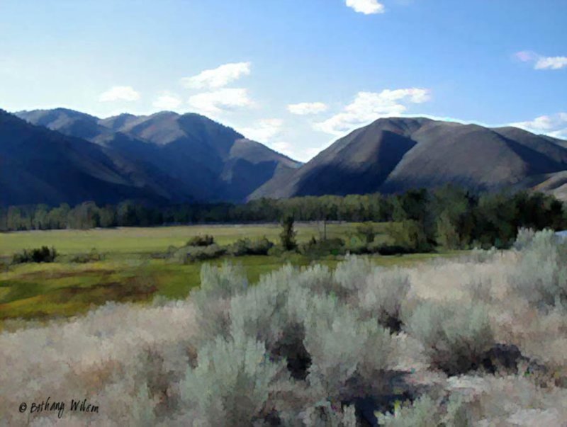 Idaho sagebrush