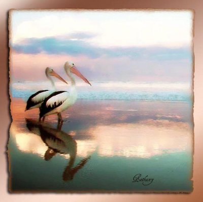 pelican heaven