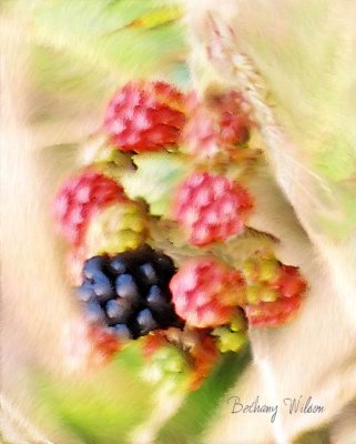 Oregon berries