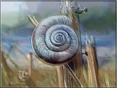 eched snail