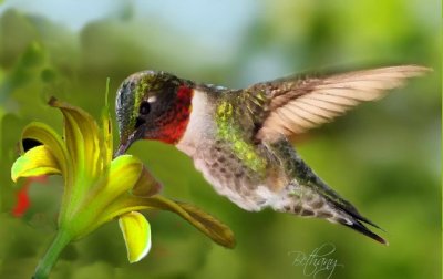 jeweled hummingbird