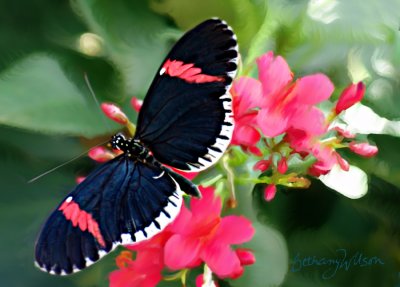 too gorgeous butterfly