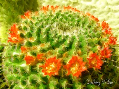 cactus crown