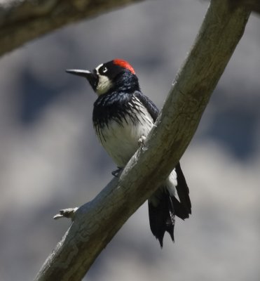 woodpecker