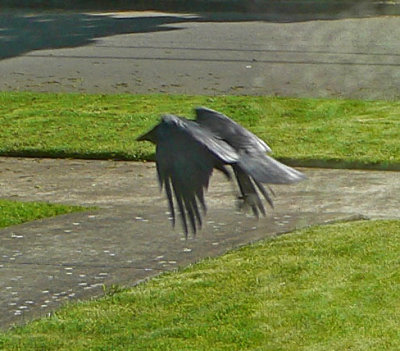 crow 1.jpg