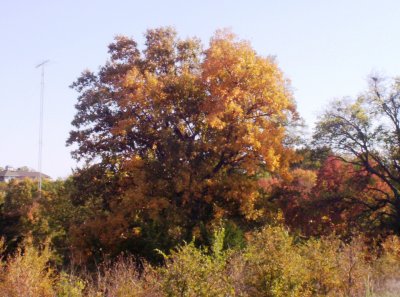 100_6038.JPG