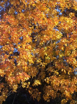 100_6055.JPG