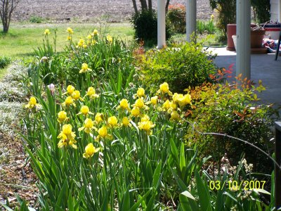 Each year my yellow Iris bloom before any other color that I have.  This is the most I've ever had blooming at the same time.  They brighten up my front flower beds that are still showing the effects of Winter.