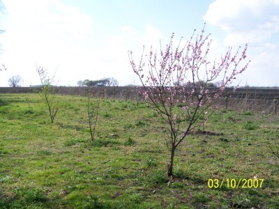 The same orchard in Spring of 2007.  This year we added a Nectarine, another type of apple and a pear tree (the nursery was going out of business so we took advantage of a price-savings).