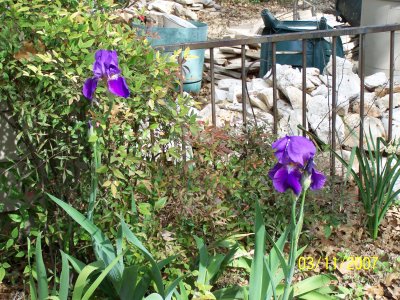 The same Iris plants 2 years later and with a new and nicer camera taking the photos.  The blooms of this variety of Iris stand 12-18 taller than all other colors that I have and the blooms themselves are about 1/3 larger than the other colors.