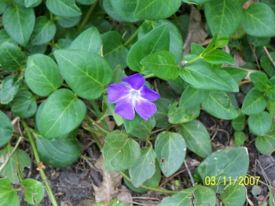 A close-up of a Vinca flower.