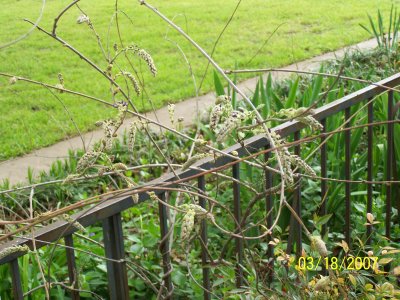 This shows a Wysteria bush just starting to bud, which will open into beautiful cluster-style flowers.