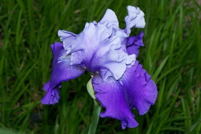 Yet another new color of purple Iris for our yard.  This is the first time I've ever seen this combination and have no idea where it came from, but really like the two-tone blueish-purple.