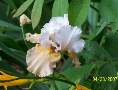 I have no idea of where this color variety came from as I've never seen it in the past 5 years of living there, nor have I purchased any Iris bulbs, but I really like the unusual colors in it - almost a flesh-color.  A good friend informed me that this one is called Champagne.