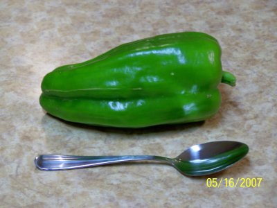 Here is one of the bell peppers from the previous photo after I picked it in relation to the size of an ordinary teaspoon.