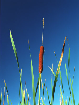 505-14,cattail.jpg