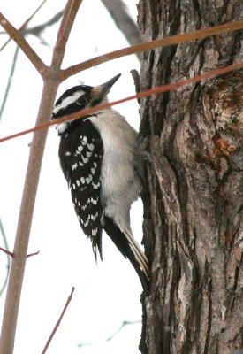 Woodpecker1271.jpg