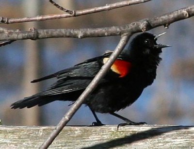 Blackbird1458.jpg