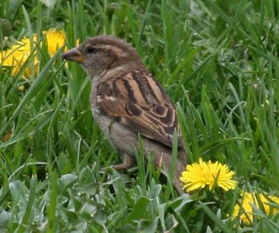 Sparrow1601.jpg