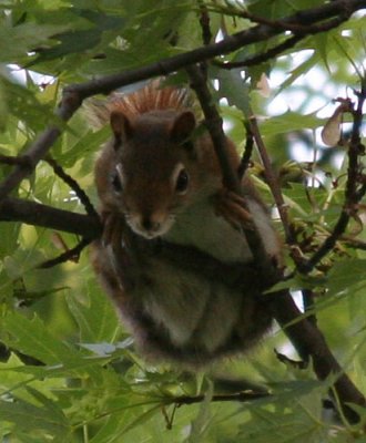 Squirrel1657.jpg