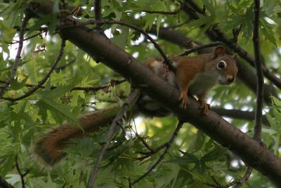 Squirrel1663.jpg