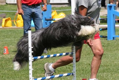 CKC Agility Trial 2007