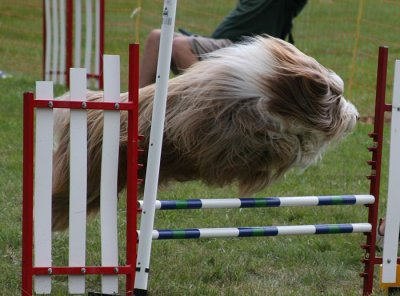 Other Agility Photos