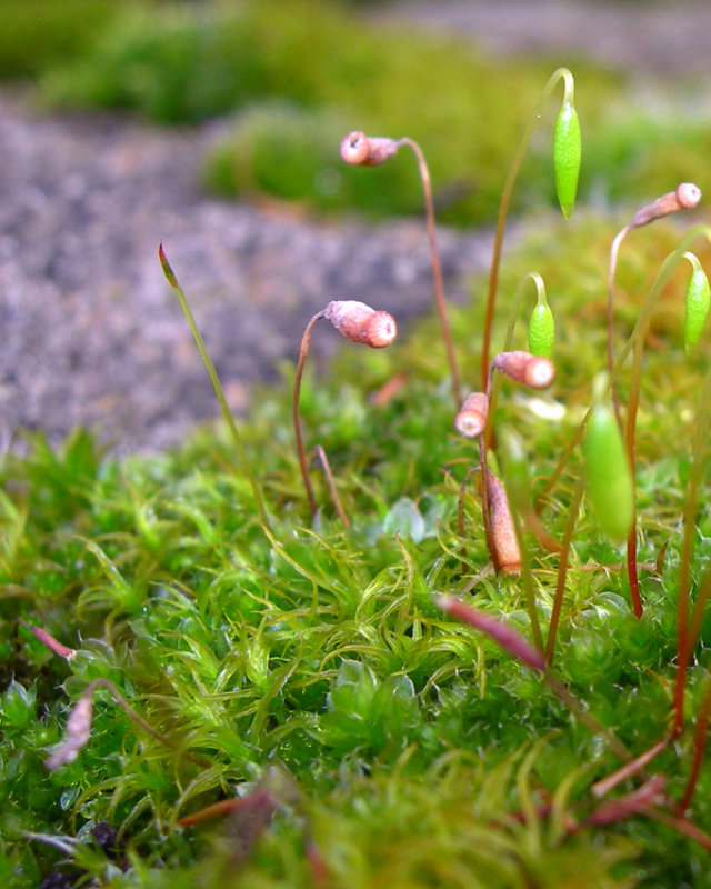 plants in a minature rock garden