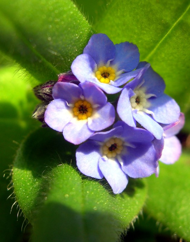 Forget-me-nots for Mothers Day