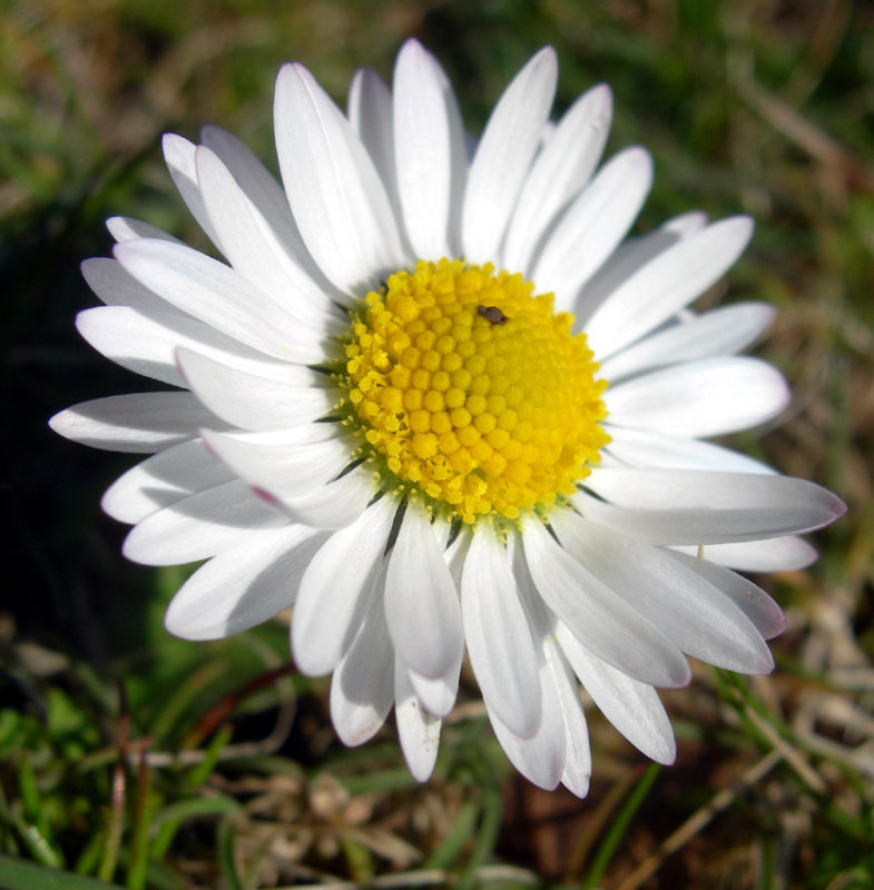 the humble daisy