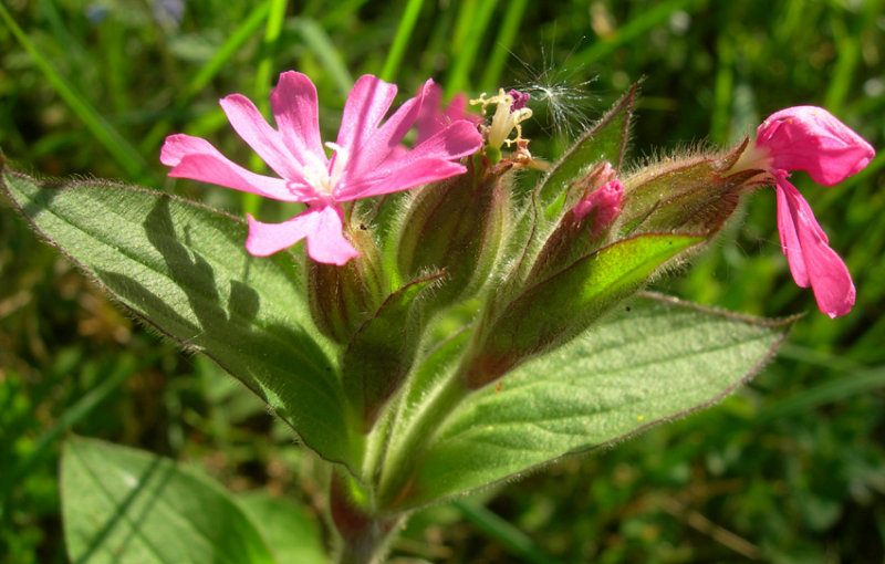Red Campion