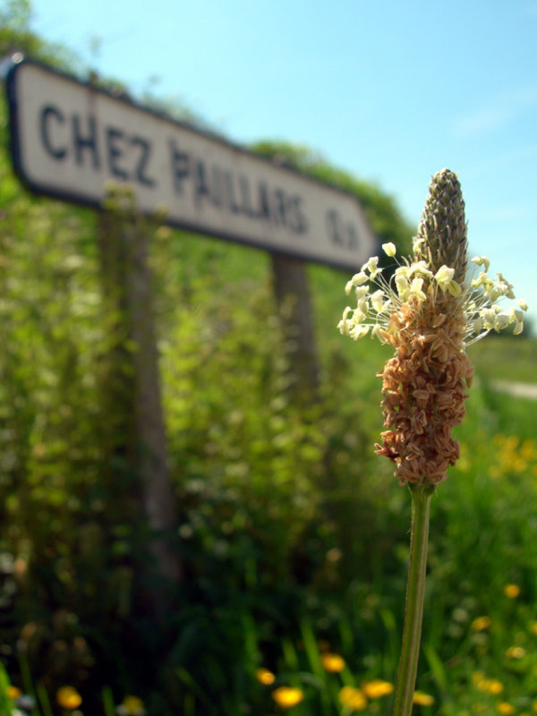 plantain