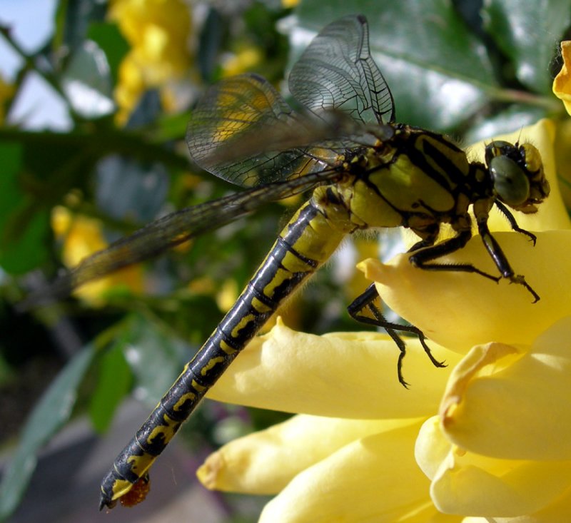 dragonfly
