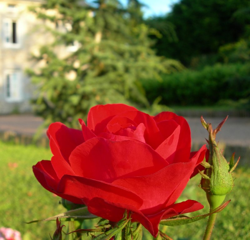 Good evening Rose