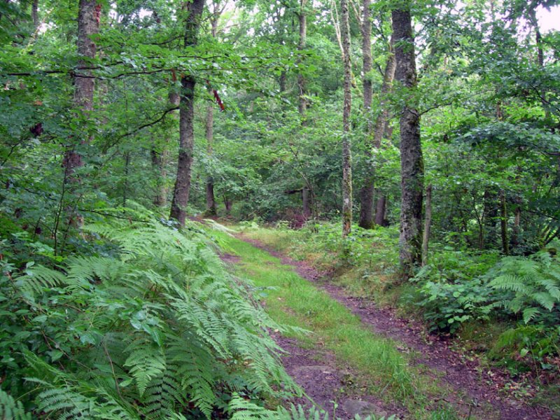 Challenge ~ Tracks
