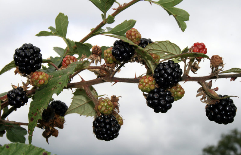 blackberries