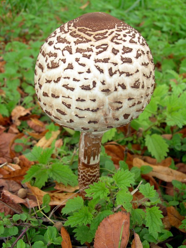 Parasol Mushroom