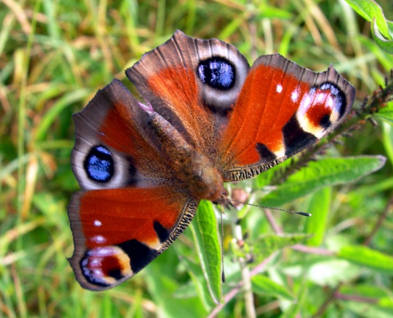 Peacock