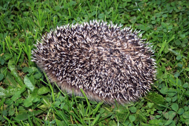 mini hedgehog