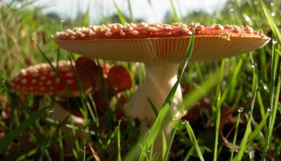 its those fly agarics again