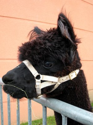 alpaca 3