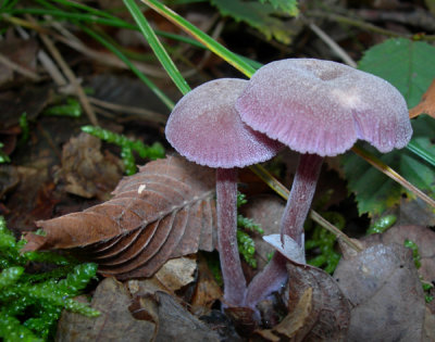 and another ~ Laccaria amethystea (perhaps)
