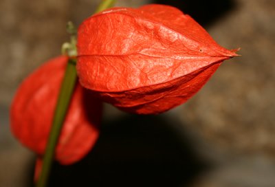 Chinese Lanterns