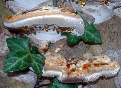 polypore fungus