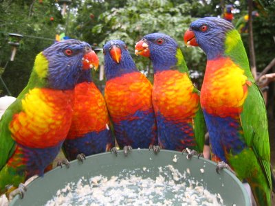 Rainbow Lorikeets