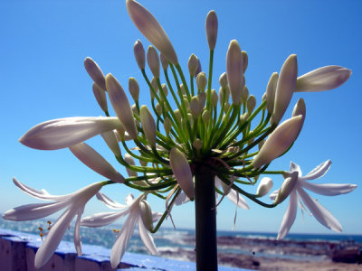 Agapanthus~by~the~Sea